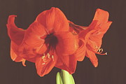 Red Amaryllis Photograph by Allen Nice-Webb