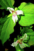 Painted Trilliums Photograph by Meta Gatschenberger