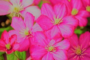 Red and Yellow Photograph by Merle Grenz Red and Yellow Photograph by Merle Grenz