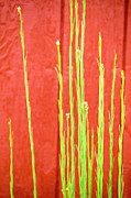 Red Barn Green Flowers Photograph by Tom Singleton