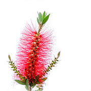 Red Bottle Brush Against An Overcast Sky Photograph by Debra Martz Red Bottle Brush Against An Overcast Sky Photograph by Debra Martz