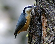 Red Breasted Nuthatch Photograph by Ben Upham III Red Breasted Nuthatch Photograph by Ben Upham III