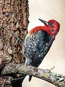 Red-breasted Sapsucker  #2 Photograph by Carl Olsen