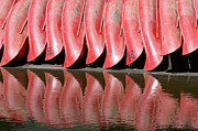 Red Canoes Photograph by Darin Volpe Red Canoes Photograph by Darin Volpe