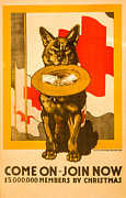 Red Cross Dog Photograph by David Letts