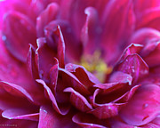 Red Dahlia Photograph by Web Browning