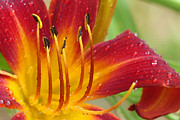Red Daylily with Morning Dew Photograph by Amy Dundon