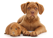 Red Dogue de Bordeaux and Guinea pig Photograph by Warren Photographic
