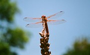 Red Dragonfly Photograph by Dean Triolo