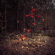 Red drops Photograph by Dmytro Korol