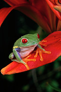 Red-eyed Tree Frog Agalychnis Photograph by Michael Durham