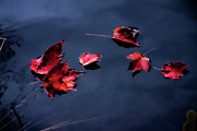 Red fall leaves on blue Photograph by Jeff Folger
