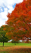 Red fall Photograph by Yazid Ismail