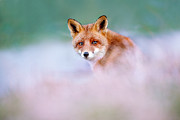Red Fox in a Mysterious World Photograph by Roeselien Raimond