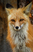 Red Fox Portrait Photograph by John De Bord