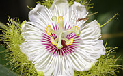 Red Fruit Passion Flower Jardin Botanico del Quindio Colombia Photograph by Adam Rainoff
