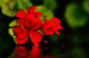 Red Geranium on Water Photograph by Kaye Menner