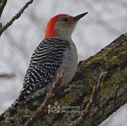 Red-headed Woodpecker Photograph by Serbennia Davis