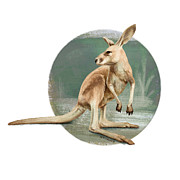 Red Kangaroo Digital Art by Simon Sturge