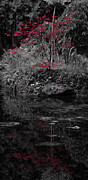 Red Leaves Reflected Photograph by Scott Lyons