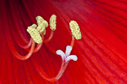 Red Lily White Stigma Photograph by Ken Barrett