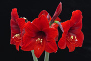 Red Lion Amaryllis Photograph by Ken Barrett