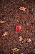 Red Photograph by Michael Brungardt