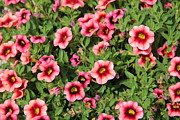 Red Pink Flowers - petunias Photograph by Allen Nice-Webb Red Pink Flowers - petunias Photograph by Allen Nice-Webb