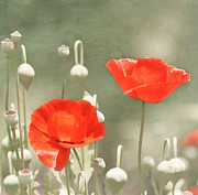 Red Poppies Photograph by Kim Hojnacki Red Poppies Photograph by Kim Hojnacki