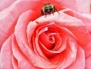 Red rose and bee Photograph by Merle Grenz