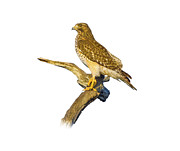 Red Shouldered Hawk Perch Photograph by Mark Andrew Thomas