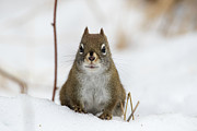 Red Squirrel Photograph by Brook Burling