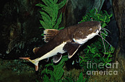 Red-tail Catfish Photograph by Gerard Lacz Red-tail Catfish Photograph by Gerard Lacz