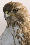 Red Tailed Hawk Juvenile Stevens Creek Photograph by Sebastian Kennerknecht