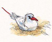 Red-tailed Tropicbird on Aitutaki Painting by Judith Kunzle