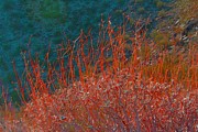 Red Threads  Photograph by Julie Lueders 