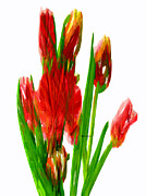 Red Tulips Digital Art by Rafael Salazar