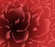 Red Velvet Peony Digital Art by Alice Chen