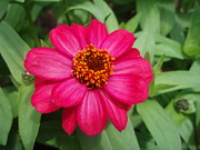 Red Zinnia Photograph by Allen Nice-Webb Red Zinnia Photograph by Allen Nice-Webb