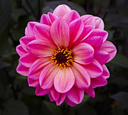 Reddish Dahlia Photograph by Ken Barrett