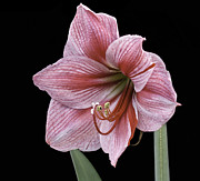 Reddish Pink Lily Photograph by Ken Barrett