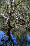 Redhead Lagoon 2 Photograph by Werner Padarin