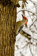 Redheaded Woodpecker Photograph by Rob Narwid