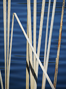 Reeds Photograph by Azthet Photography