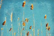Reeds on blue sky Painting by Dimitar Hristov