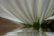 Reflecting Photograph by Bob Cournoyer