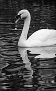 Reflection of a white swan Photograph by AM FineArtPrints Reflection of a white swan Photograph by AM FineArtPrints