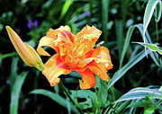 Regal Lily Photograph by Allen Nice-Webb Regal Lily Photograph by Allen Nice-Webb