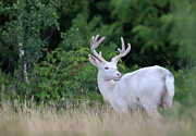 Regal White Whitetail Buck  Photograph by Brook Burling