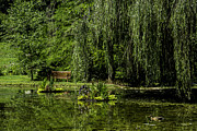 Relax by Pond Photograph by Allen Nice-Webb